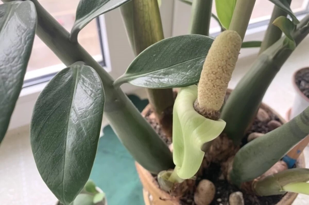    Агроном из Новосибирска раскрыла секрет хорошего цветения домашних растений