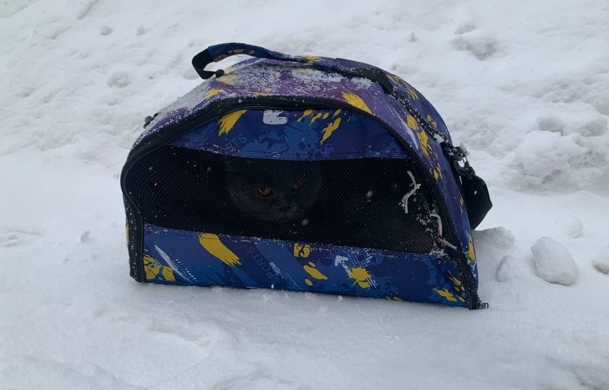 Солли нашли на улице в переноске.