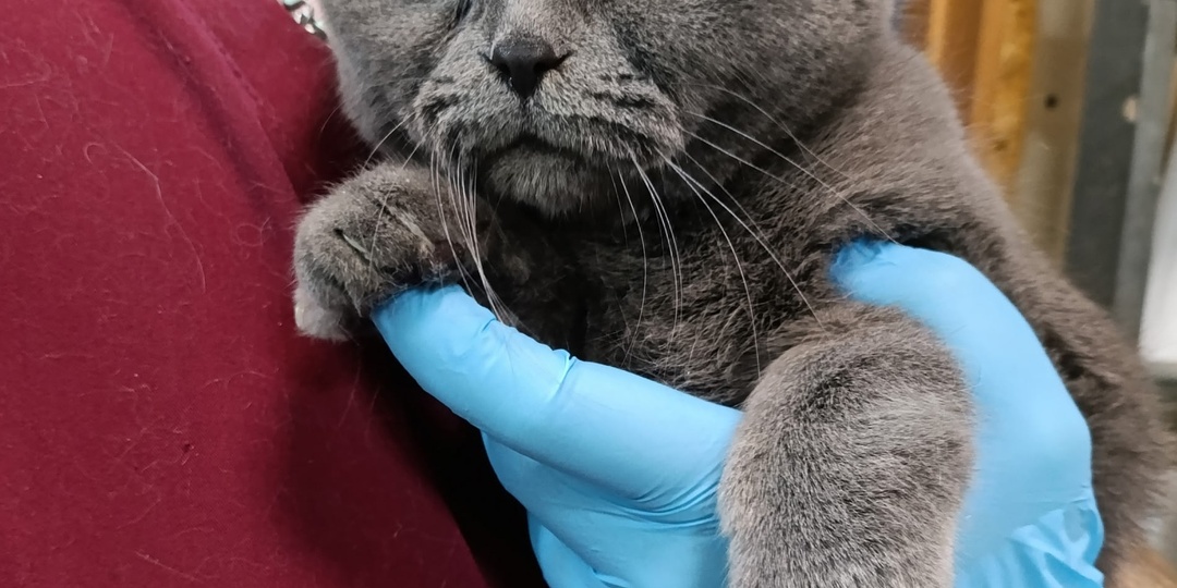 Подопечные, которым нужна помощь прямо сейчас