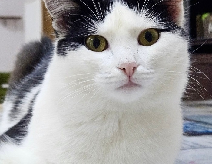 Наши котожители. Варя