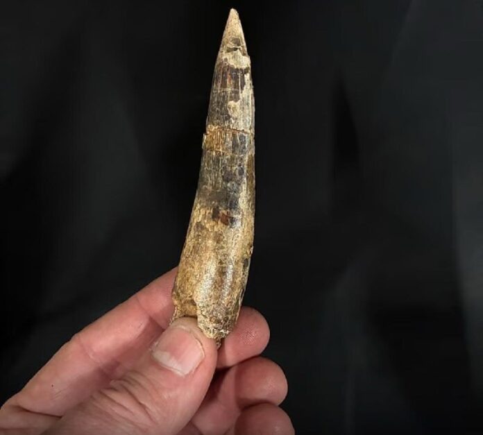    Сахара 2026: Где мифические драконы превращают пустыню в самый опасный курорт будущего. novostix