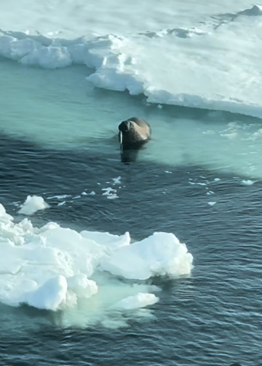 (Снимок из вертолёта)