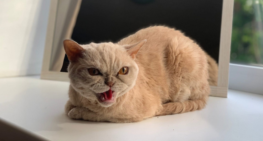    Фото: progorod43.ru