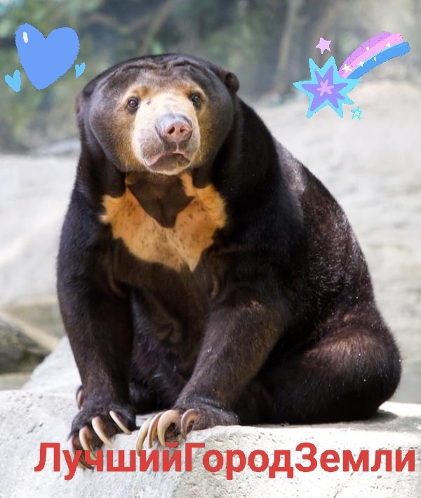 Малайский мишка ) Красавчик! Не правда ли? ))) Иллюстрация автора