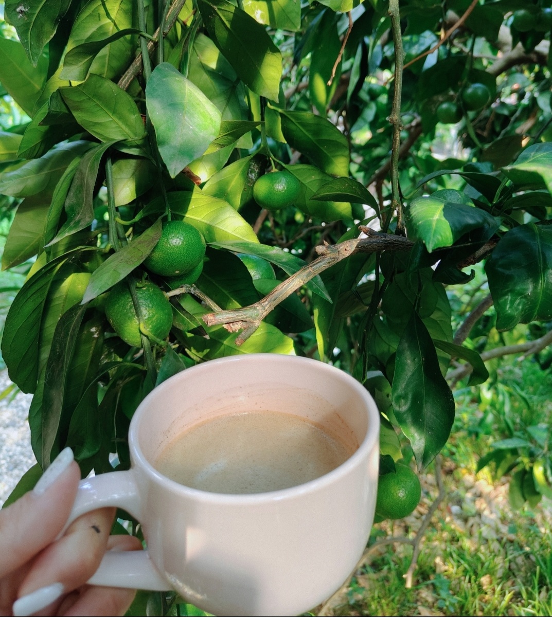 Фото молодых мандаринов вам для настроения 🍎 так как реальных фото мишек у меня нет 😀 (фото автора)