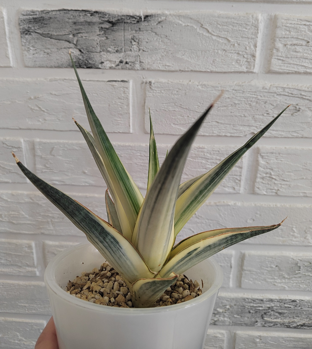 Фото из интернета 