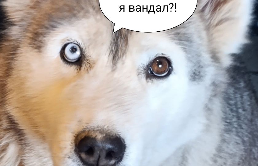 Хаски-вандал и дождь.