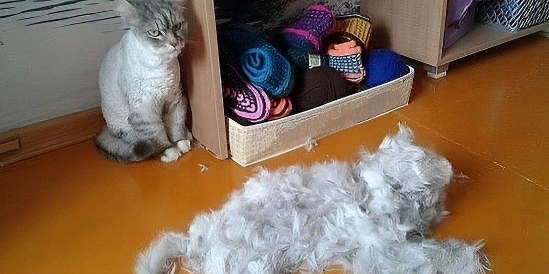 Мемы с котиками для отличного настроения: 15 смешных подписей, которые поймут только кошатники