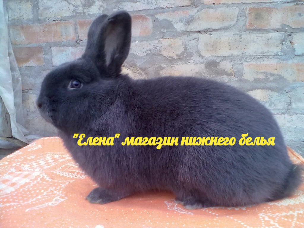 Фото автора Мой красавчик 