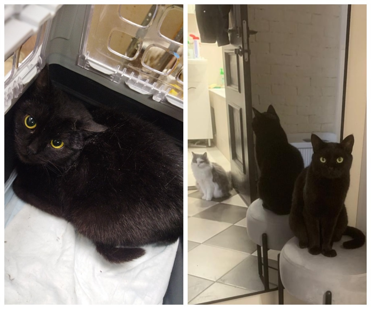 Норка – выпускница приюта.