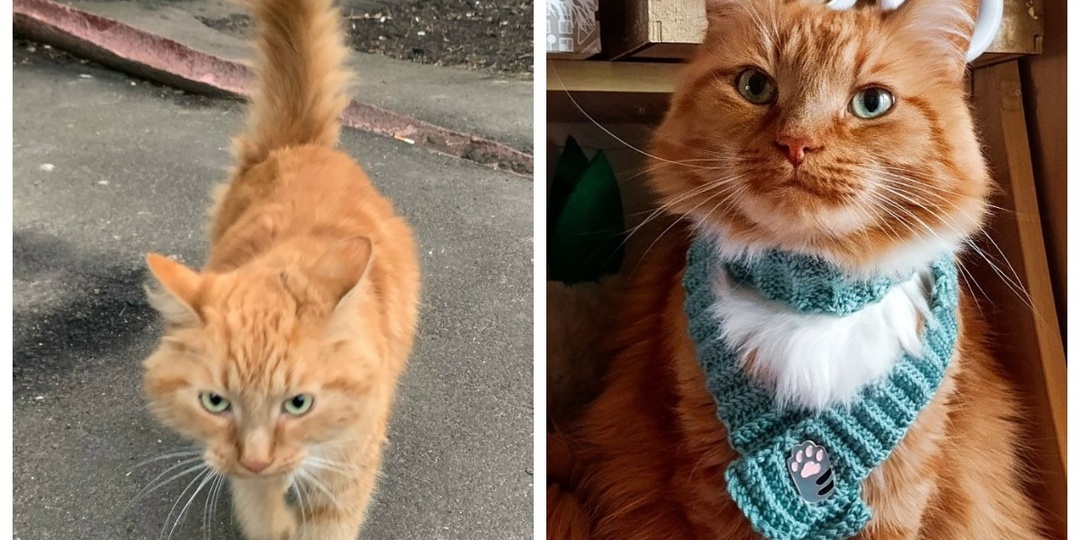 До и после: 10 историй наших подопечных