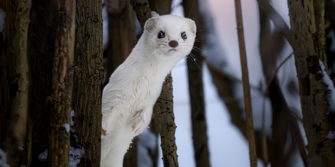 Снежный февраль в Измайловском лесопарке. Фотографии птиц и удивительная встреча с лаской.