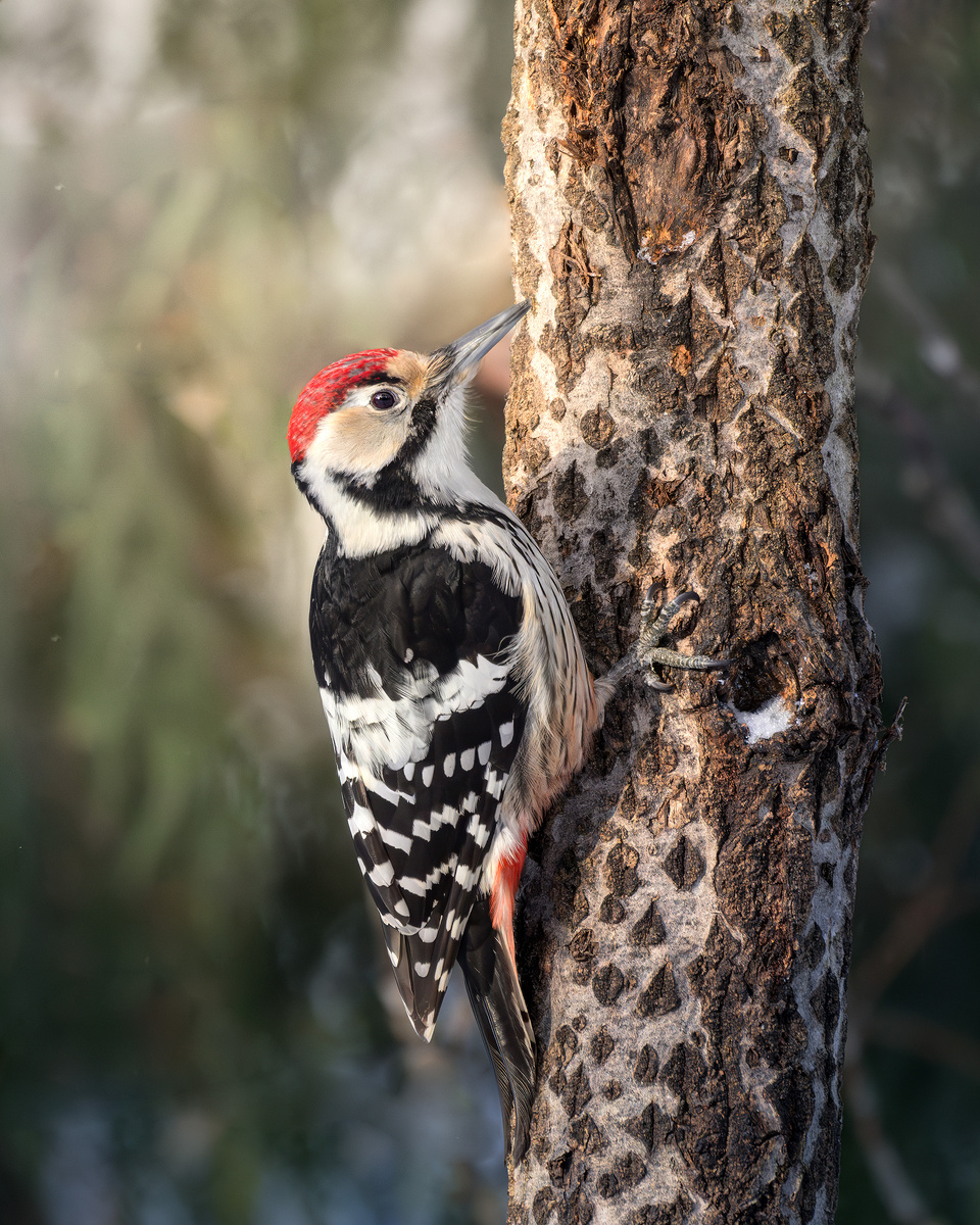 Белоспинный дятел и его "шахматная" спина.