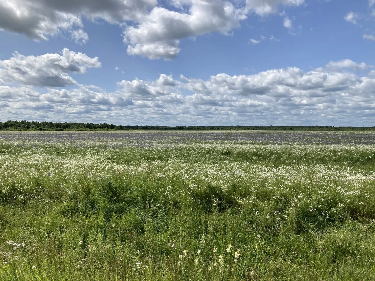 Живописные поля на пути к деревеньке