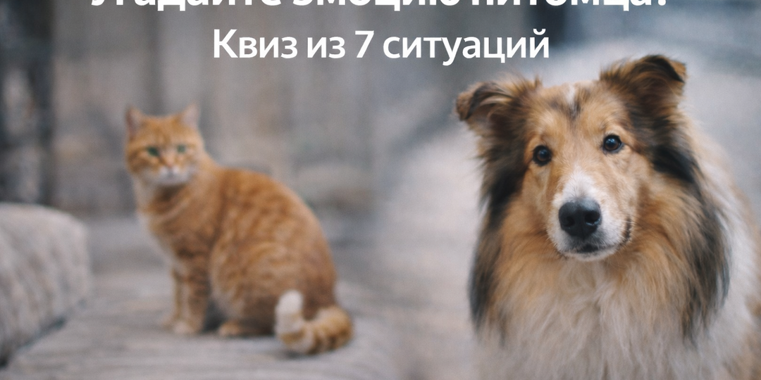 Угадайте эмоцию питомца. Тест из 7 ситуаций, и разбор что это на самом деле.