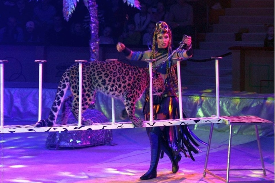    Масштабное шоу «Тот самый цирк». ФОТО: Росгосцирк