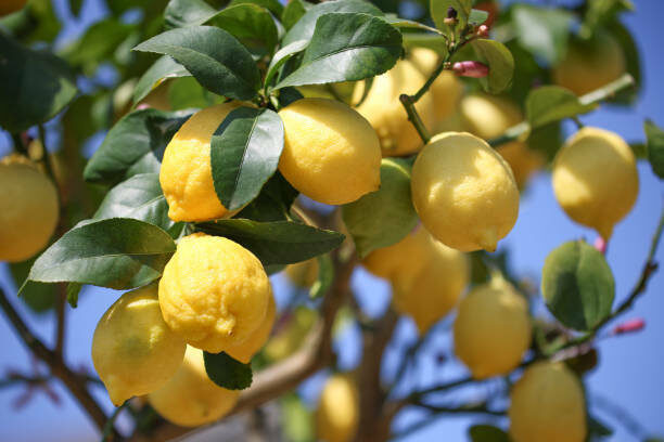      Лимон турында барысын да беләсезме?