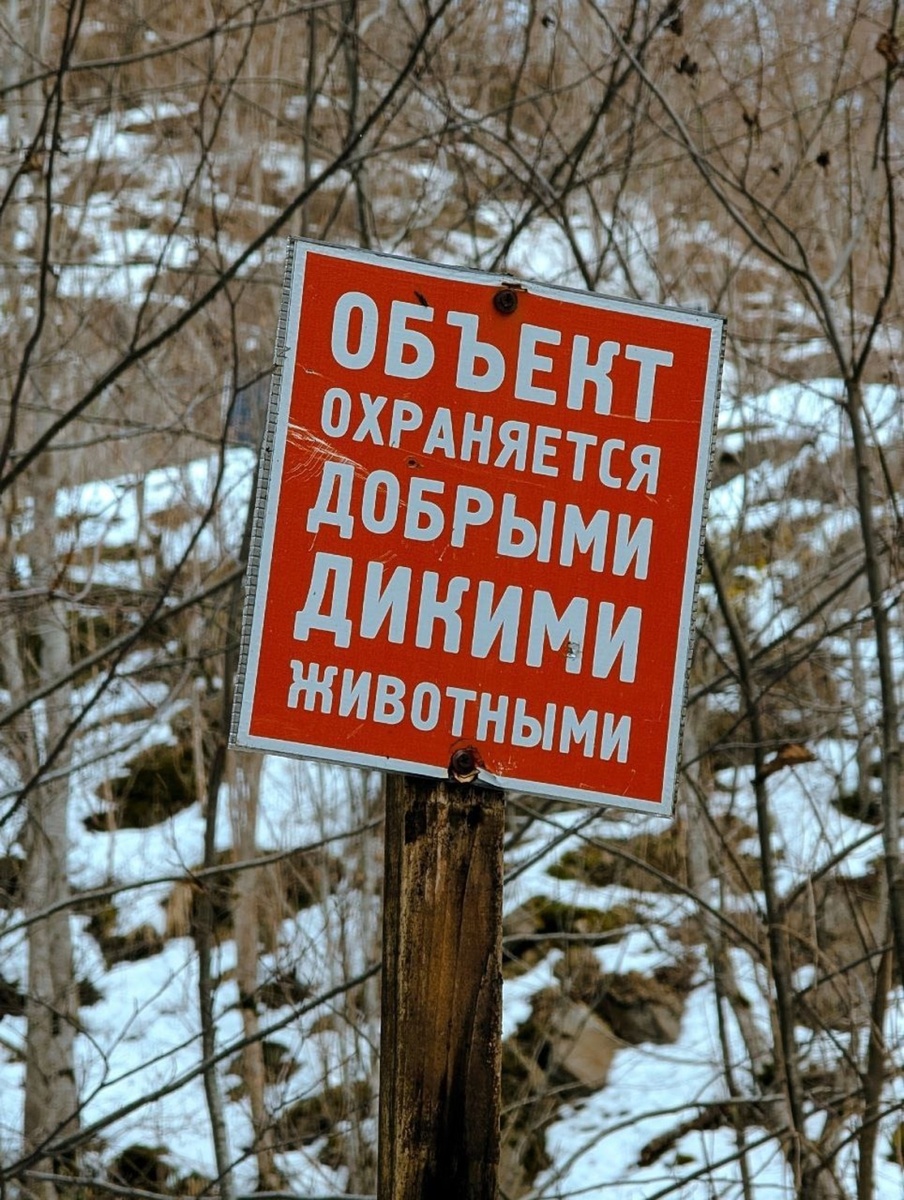      Сноубордчыга аю һөҗүм иткән