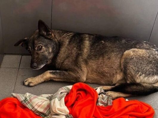    Бездомная собака // Фото из социальных сетей