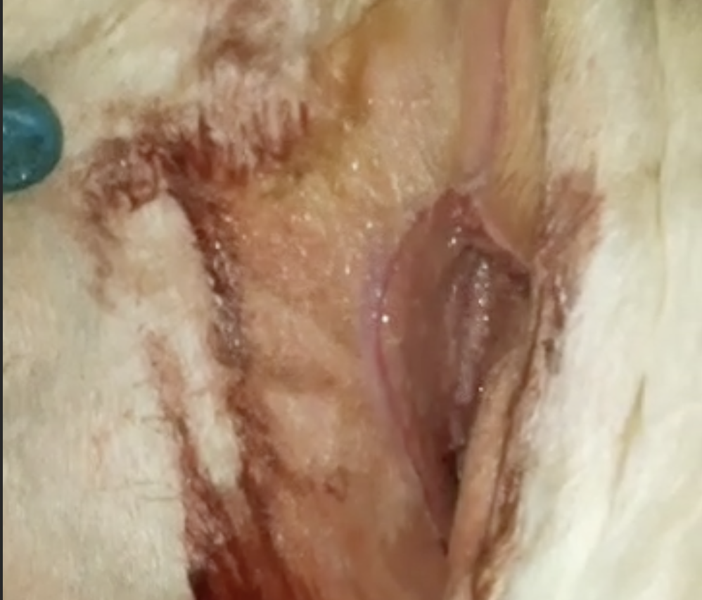 Опрелости в складках вымени коровы