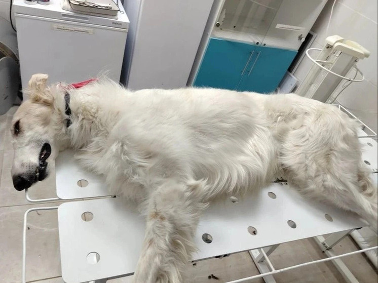     Фото: региональное управление ветеринарии