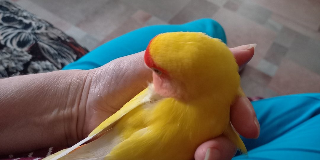 Мы играли мы играли, наши лапки устали.