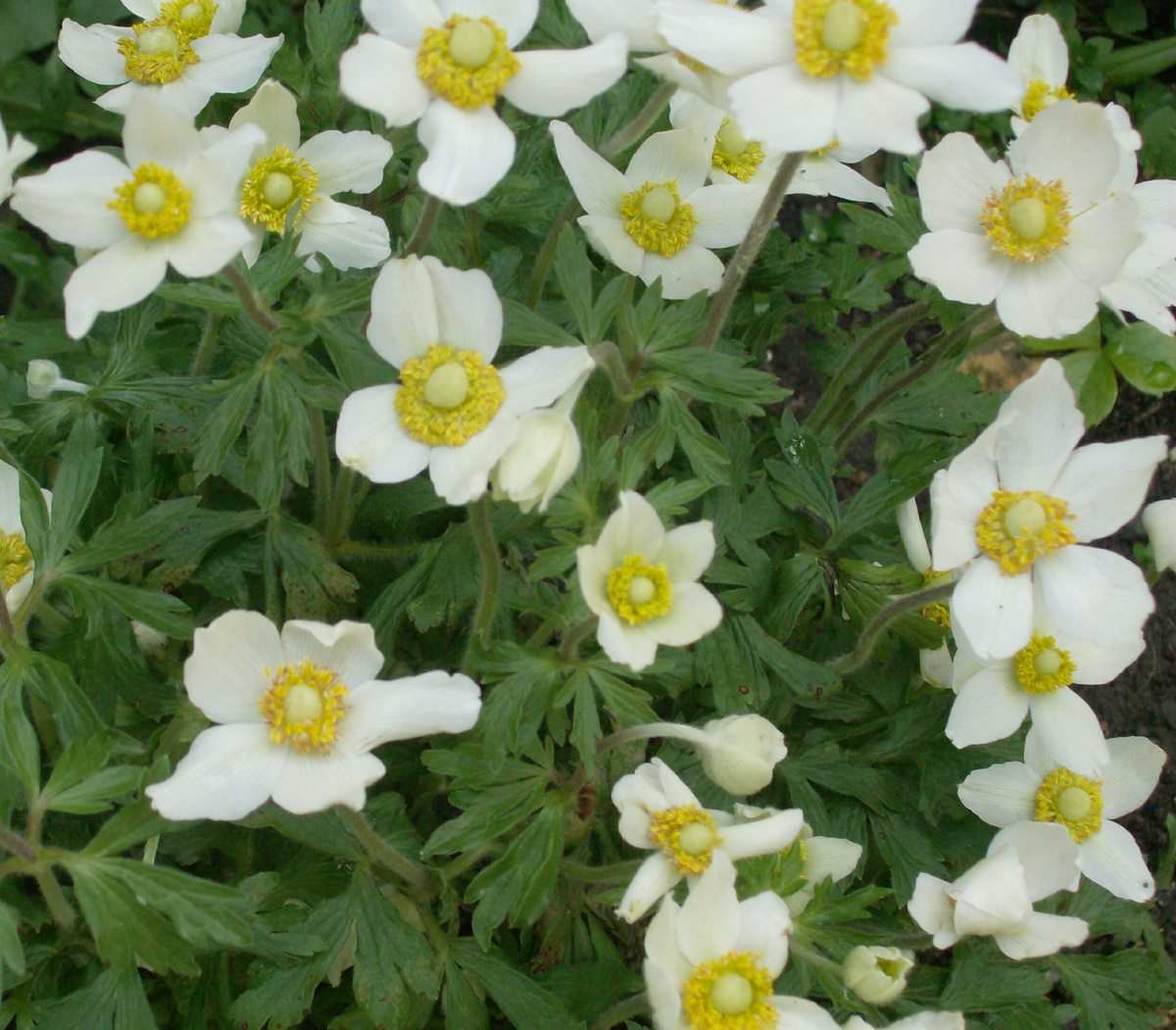 Собственное фото из личного питомника.    