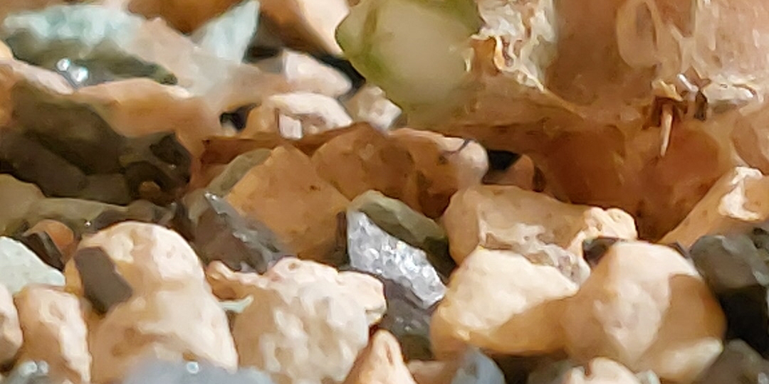 Детка сансевиерии выросла над землей: причины и пошаговая инструкция по исправлению