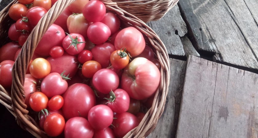    Фото: progorod43.ru