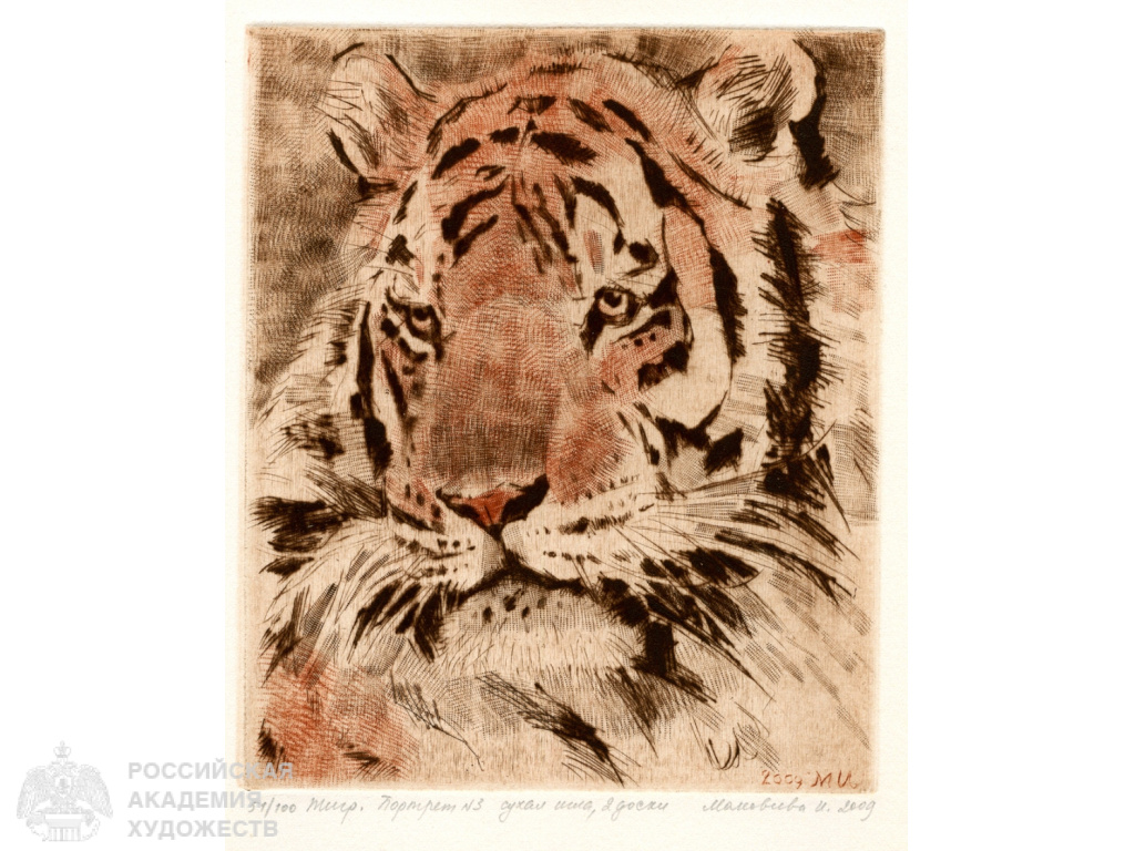 И.П.Маковеева. Тигр №3. 2009, сухая игла, 17х15. Собственность автора 