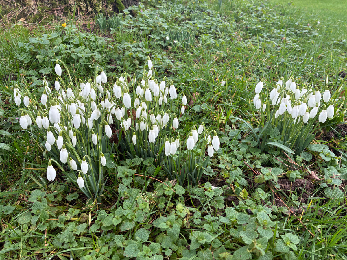 Подснежники (Snowdrops) на лужайке в Англии. Фото из личного архива