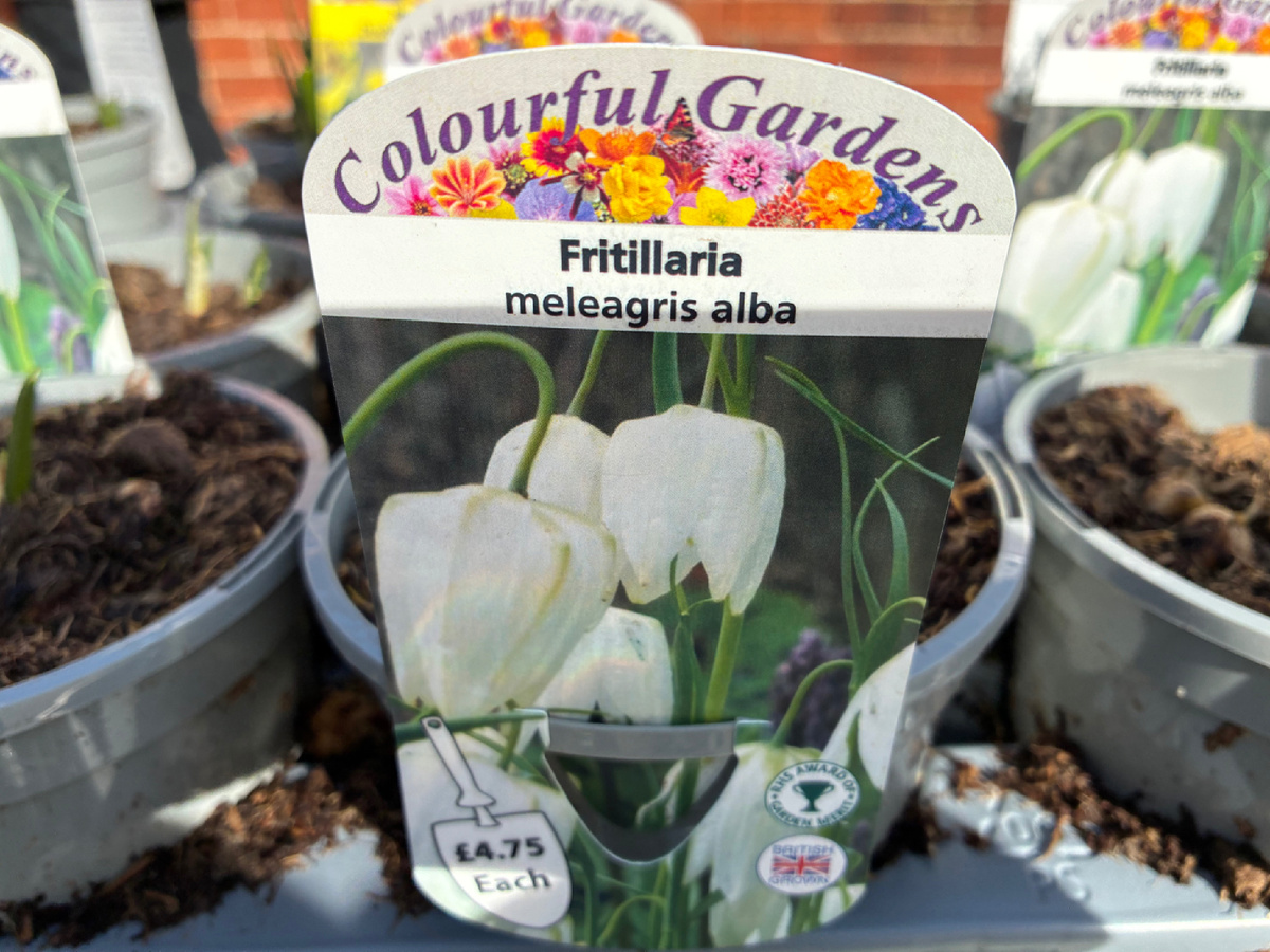 Подснежники на садовой лавке в одном из музейных магазинчиков. Цена 4,75 фунта за горшочек (примерно 496 руб.)