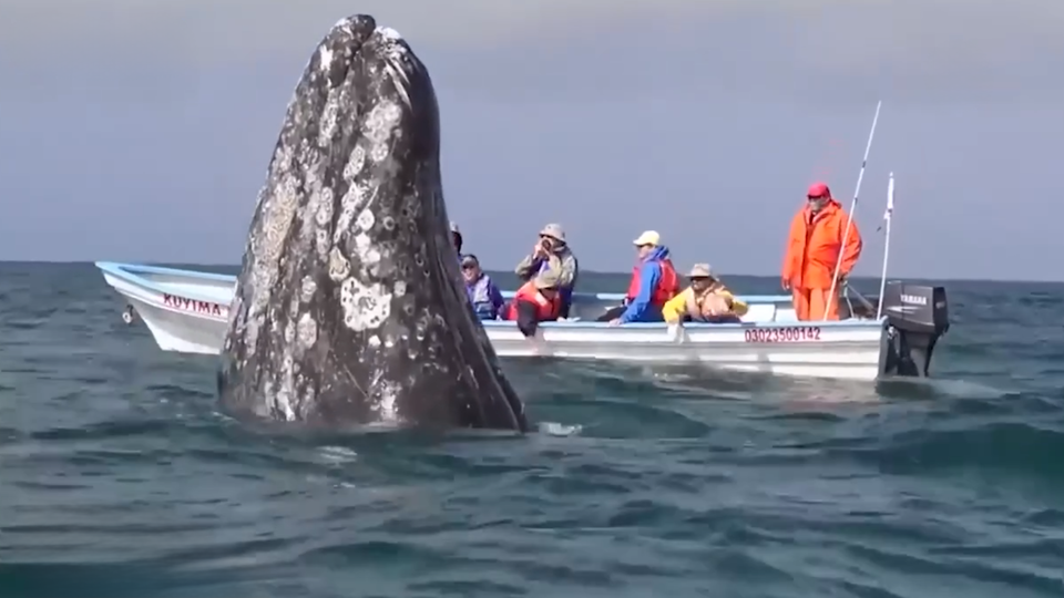 ФОТО: Кадр из программы "Как устроен мир", РЕН ТВ