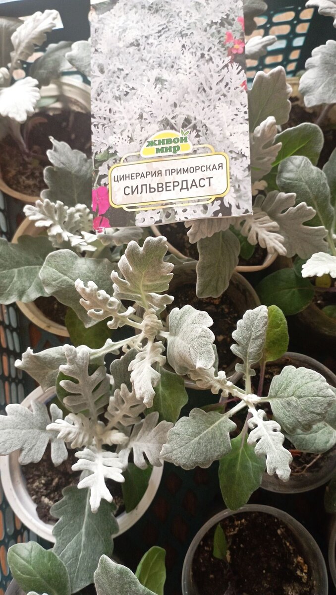 Весенняя рассада цинерарии