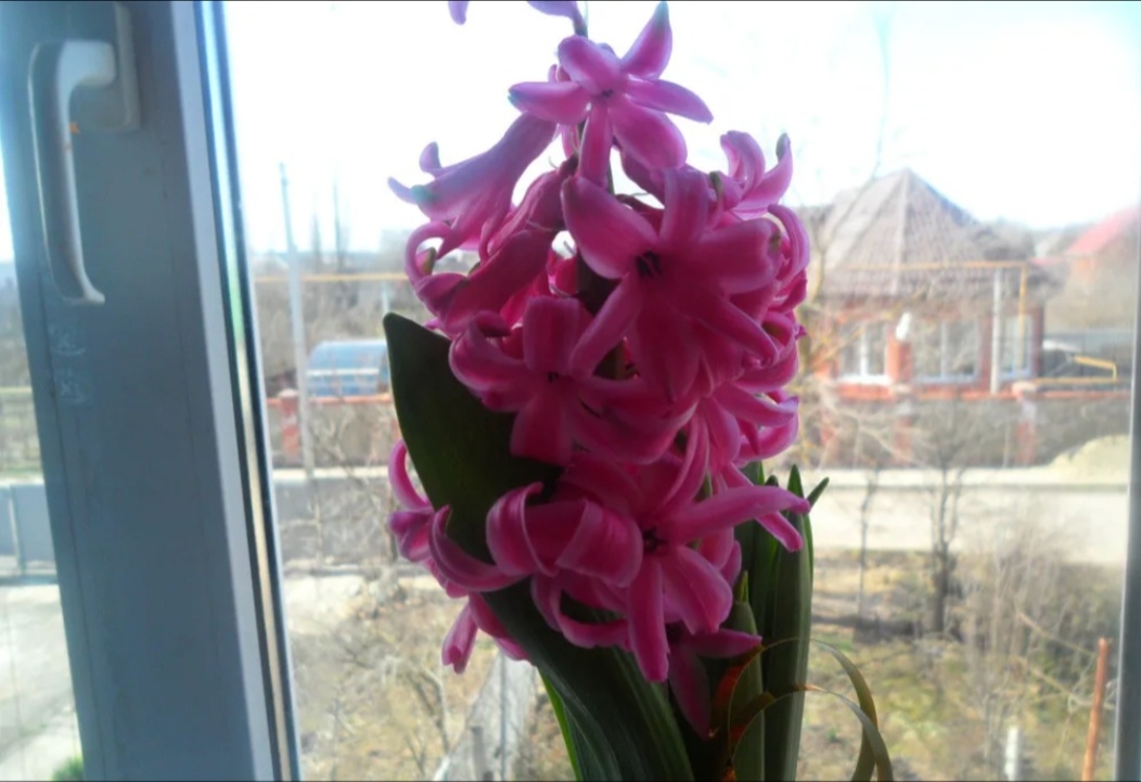 Гиацинт из тех лет...