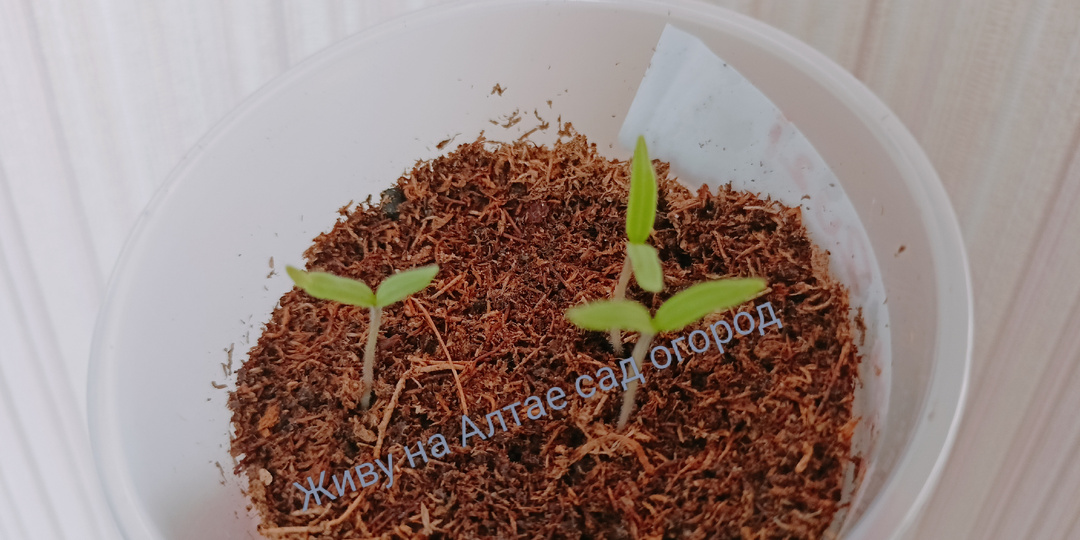 Нужно ли и чем обрабатывать семена перед посевом