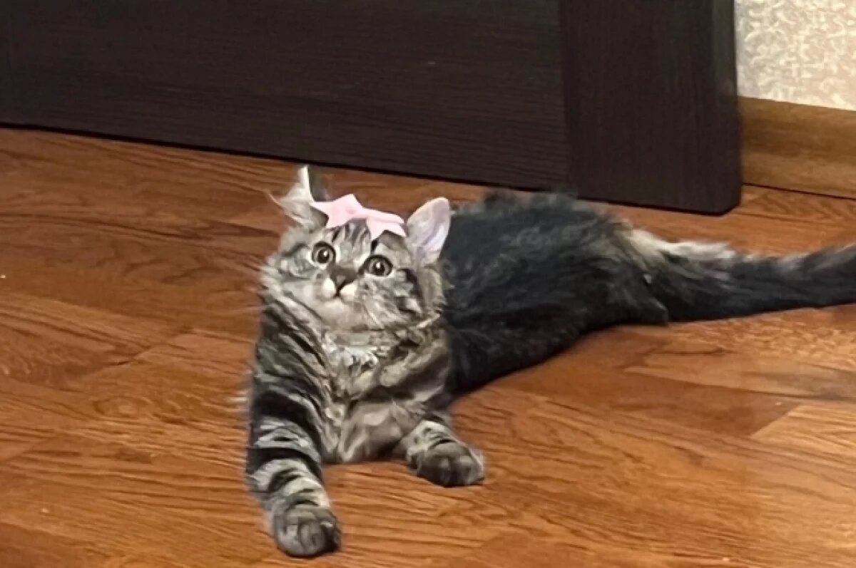    В Рязани пройдет благотворительная выставка «Мартовское мурчание»