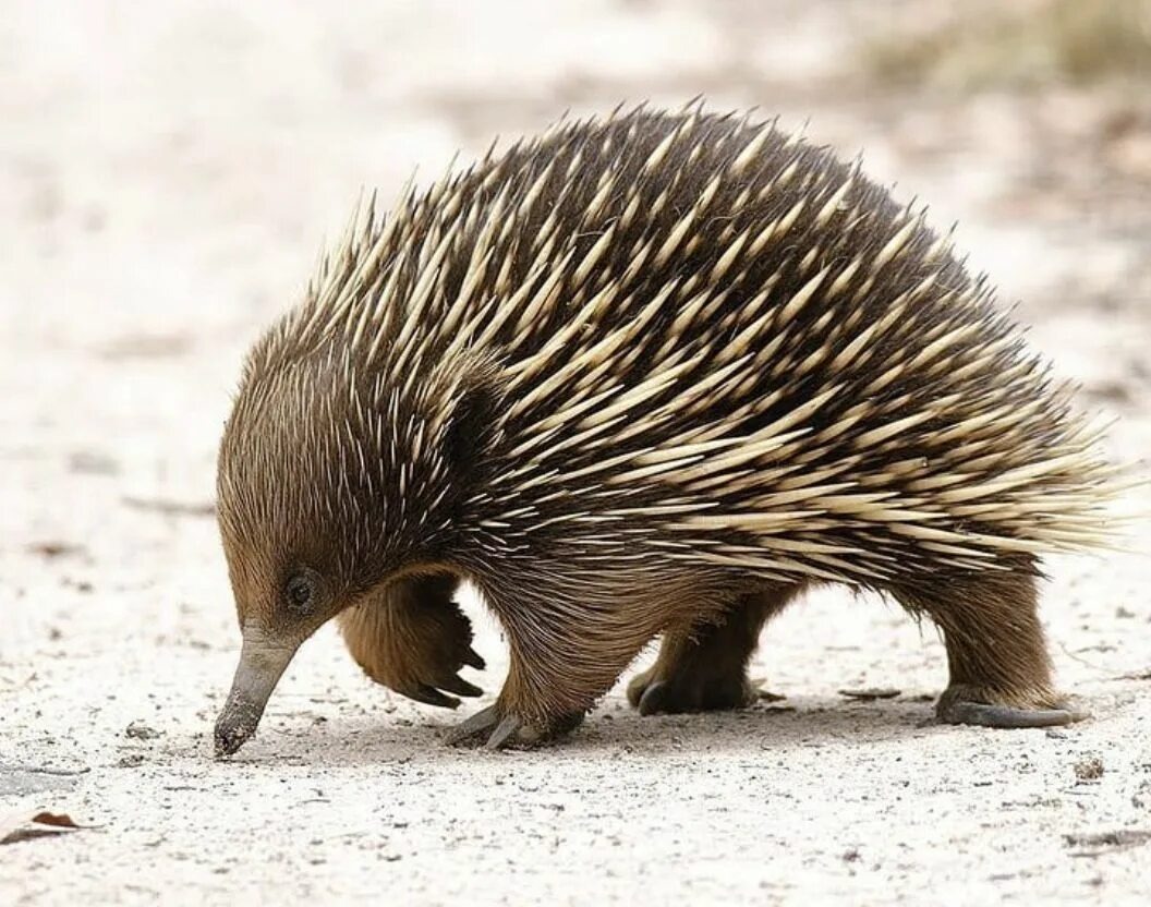 Ехидна - представитель однопроходных. 