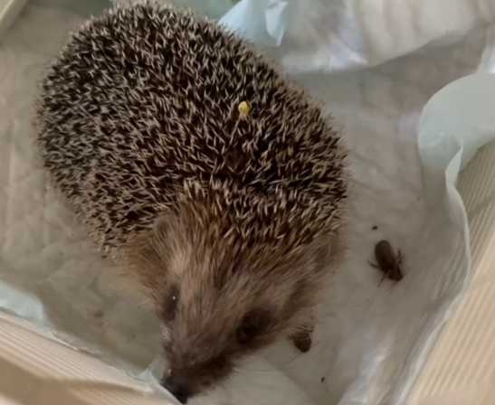     Фото: "Сердце Леса"