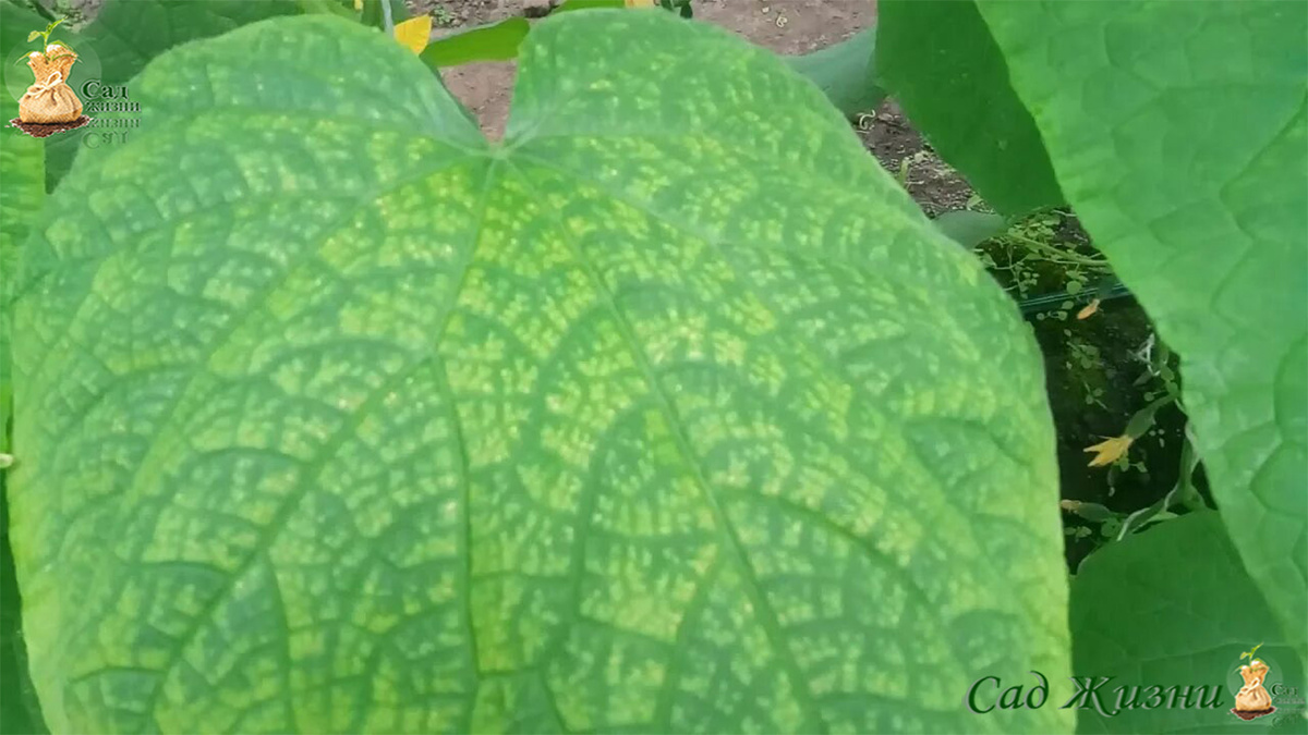 Межжилковый хлороз — частый признак того, что элемент есть, но растение его не усваивает