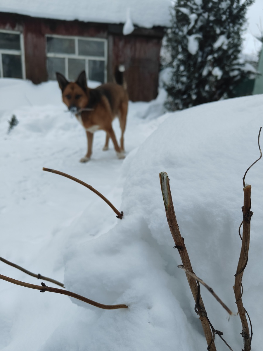 На фото куст Жасмина