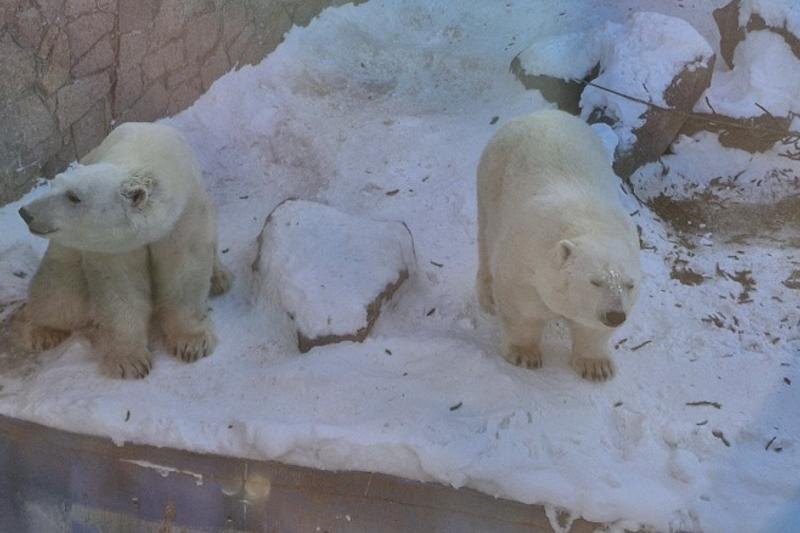    Уральское межрегиональное управление Россельхознадзора. Белые медведи в зоопарке