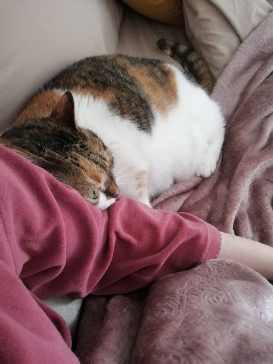 Вот такие они, подвальные кошки