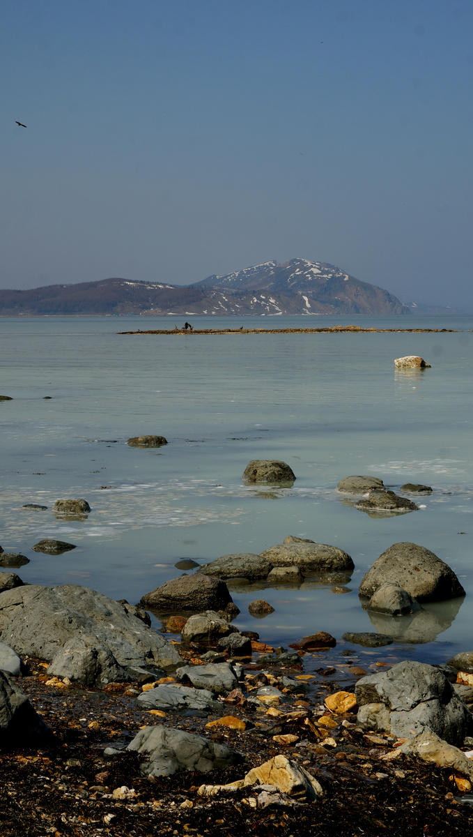 Взморье, нерест сельди