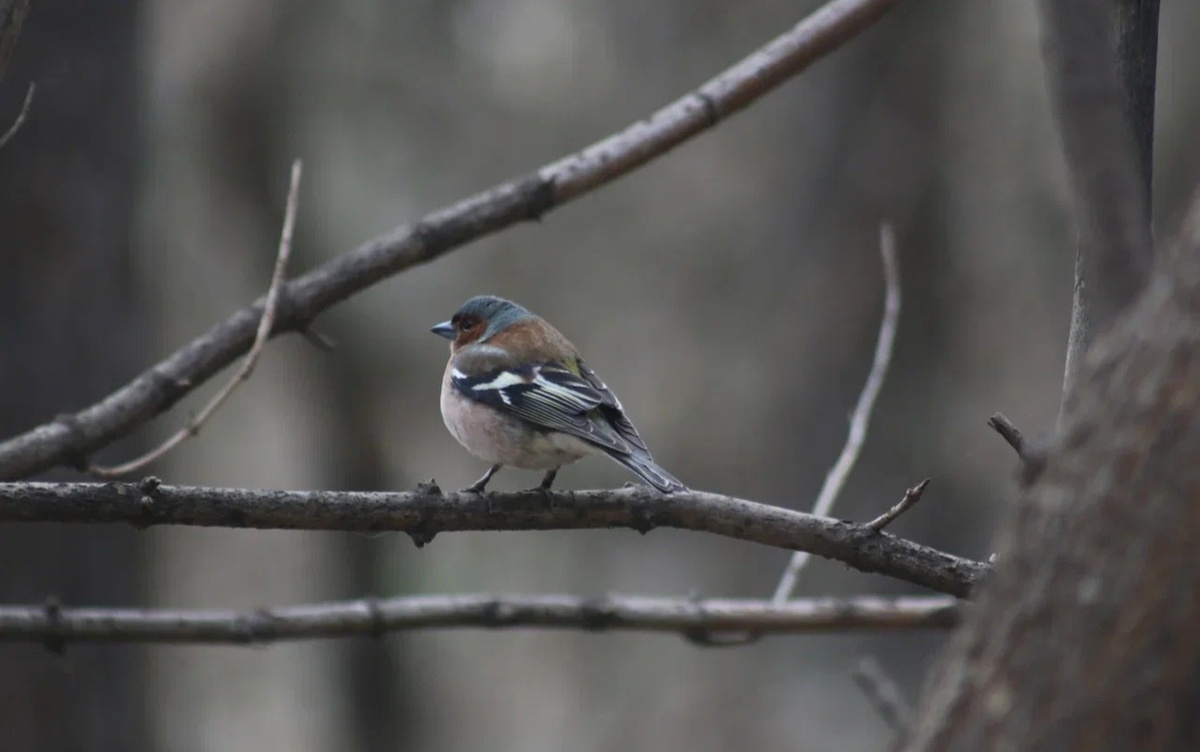    Забитые снегом парковки, травмы на неофициальной работе и устаревшие газовые плиты: что обсуждают ижевчане в социальных сетях 25 февраля