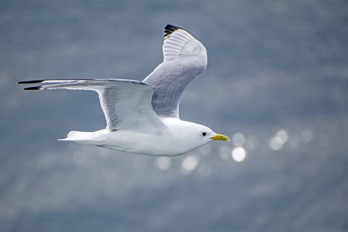 Чайка моевка. Фото: Владислав Новиков. Источник: goarctic.ru