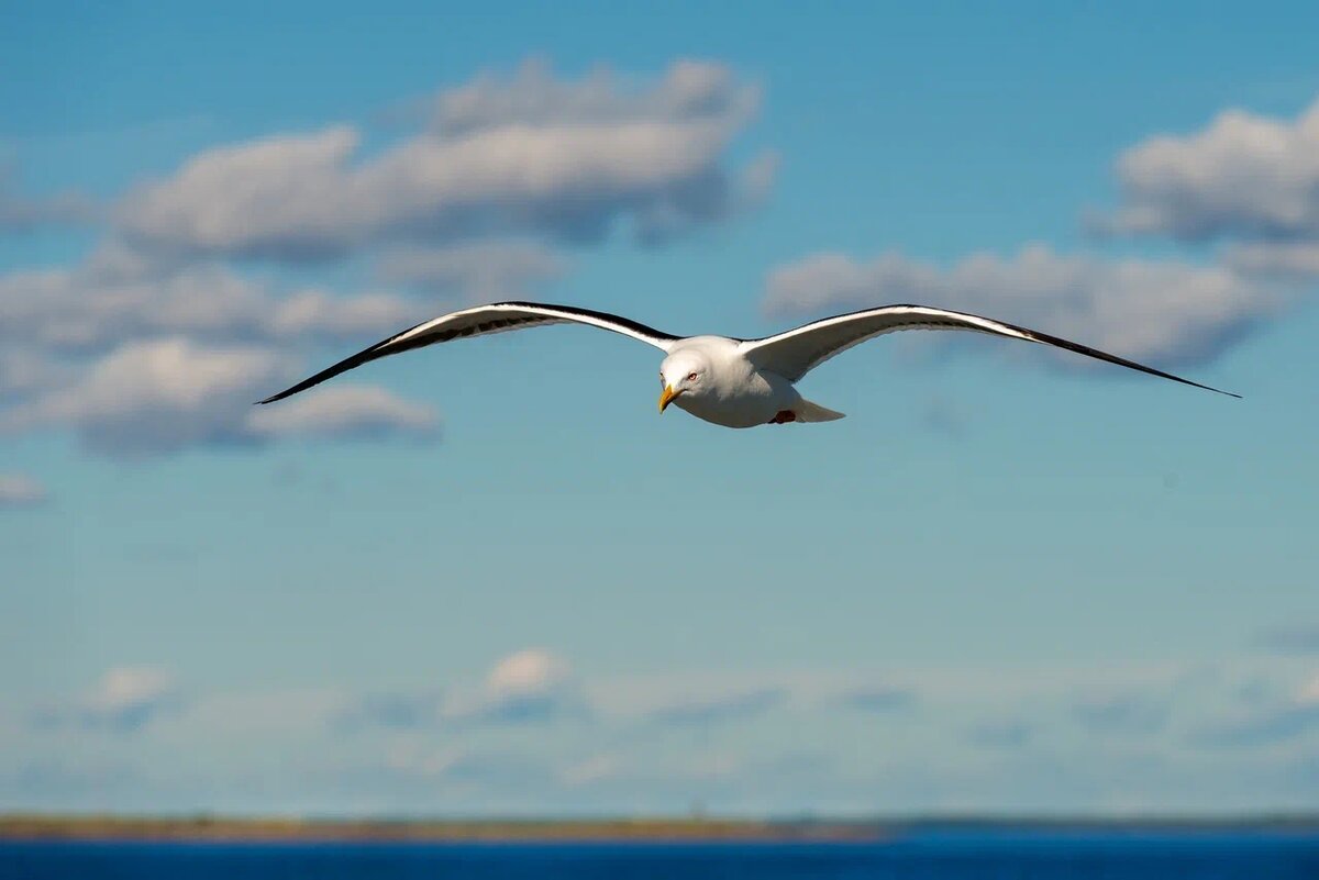 Чайка над морем. Архипелаг Кузова в Белом море в районе Соловецких островов. Фото: Константин Пухов / GeoPhoto