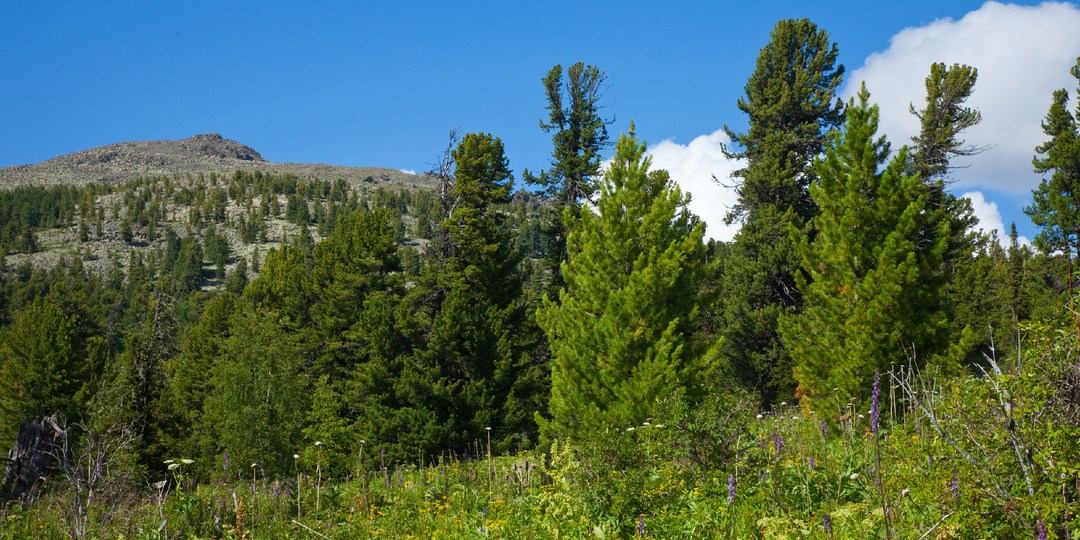 Черноморские реликтовые леса под угрозой.