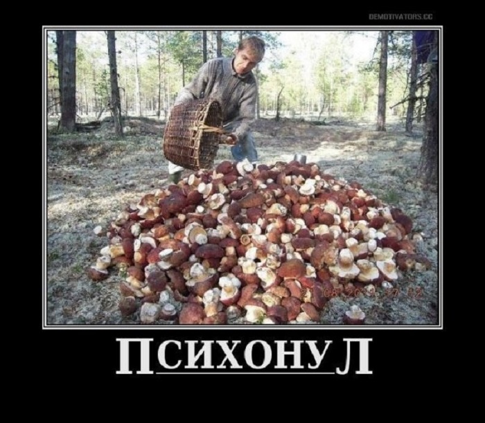 Сбор грибов — это не только увлекательное занятие, но и возможность запастись вкусными дарами природы.