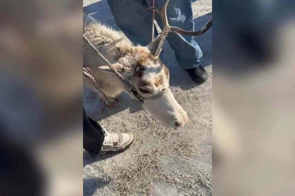    Фото: скриншот видео из соцсетей